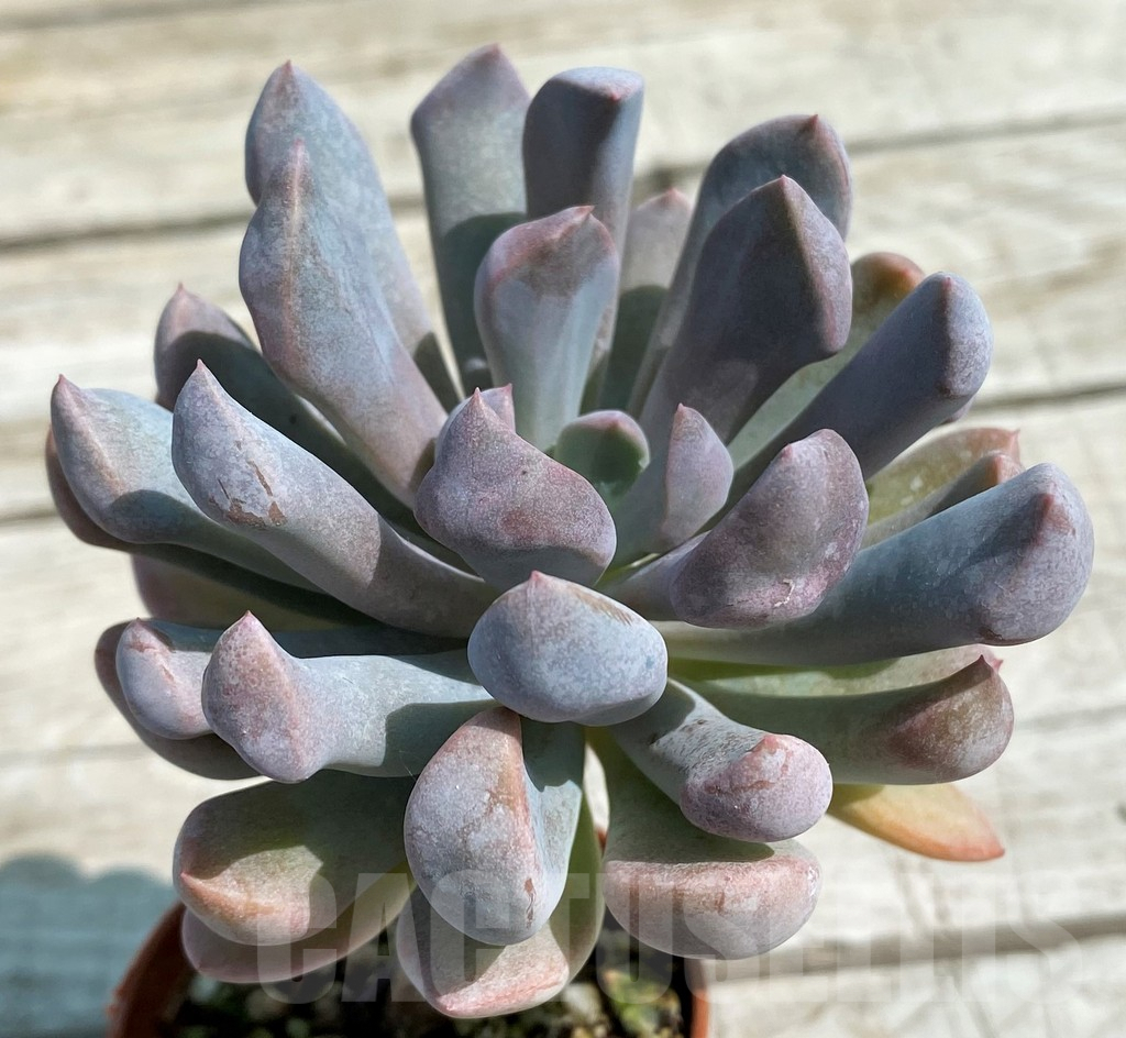 SH8524 Graptoveria 'Lilac spoons'
