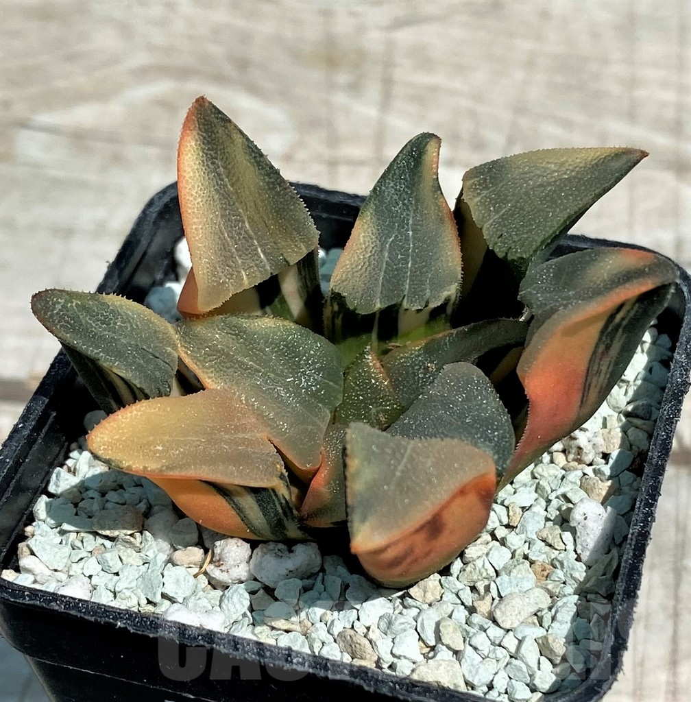SH8576 Haworthia bayeri f. variegata - Image 2