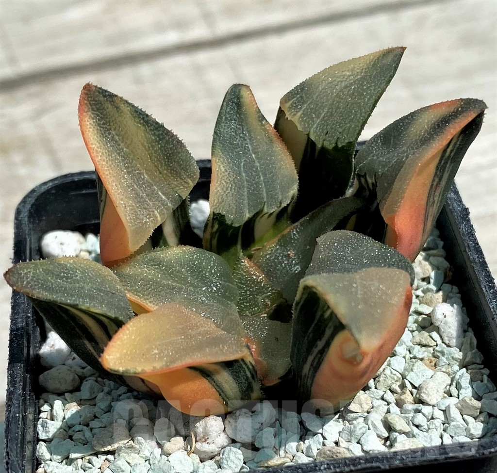 SH8576 Haworthia bayeri f. variegata
