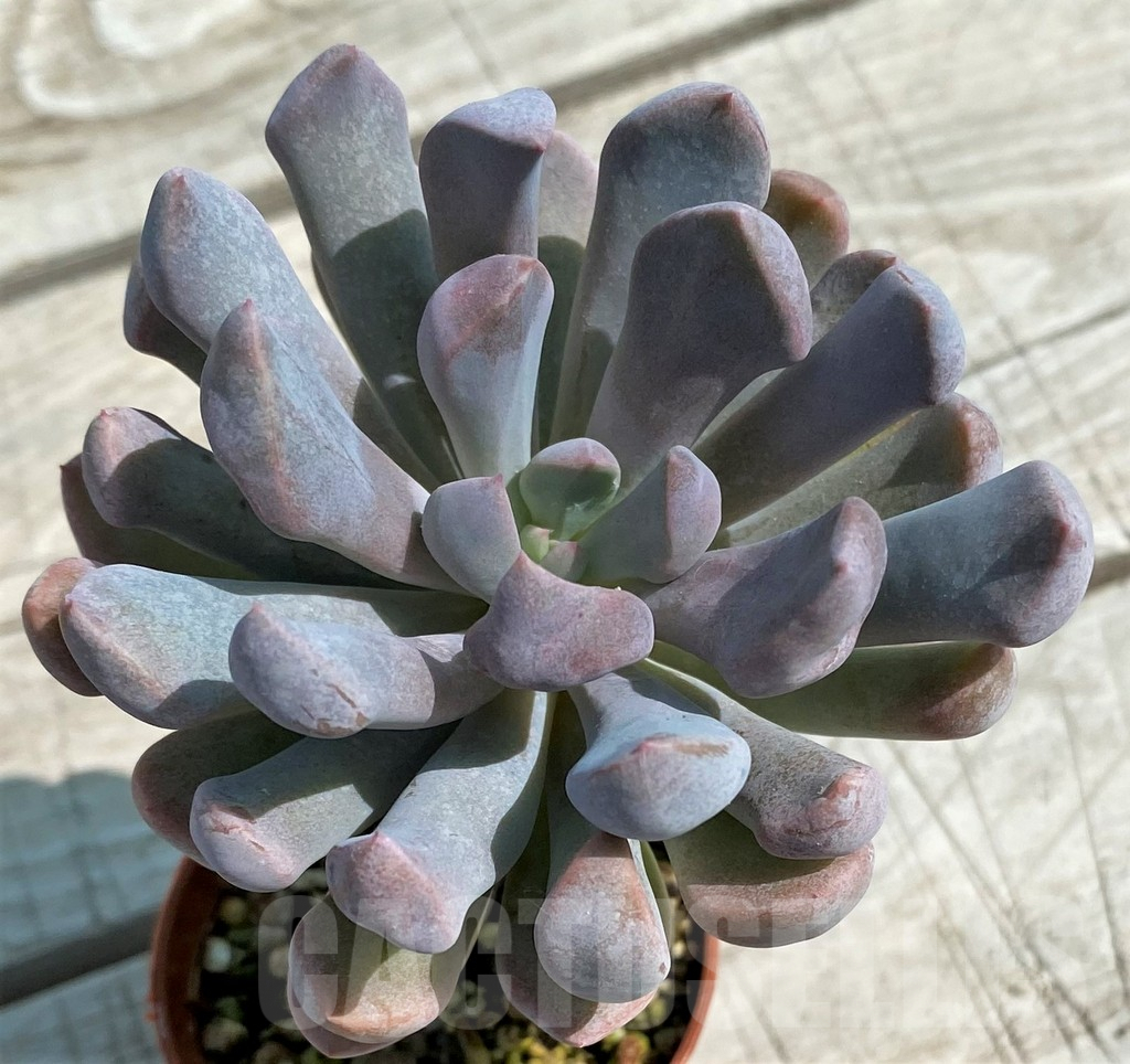 SH8524 Graptoveria 'Lilac spoons' - Image 2