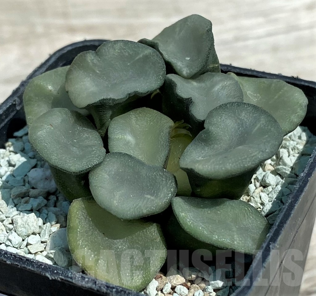 SH8579 Haworthia maughanii ‘Magic Mirror Vientiane’ - Image 2