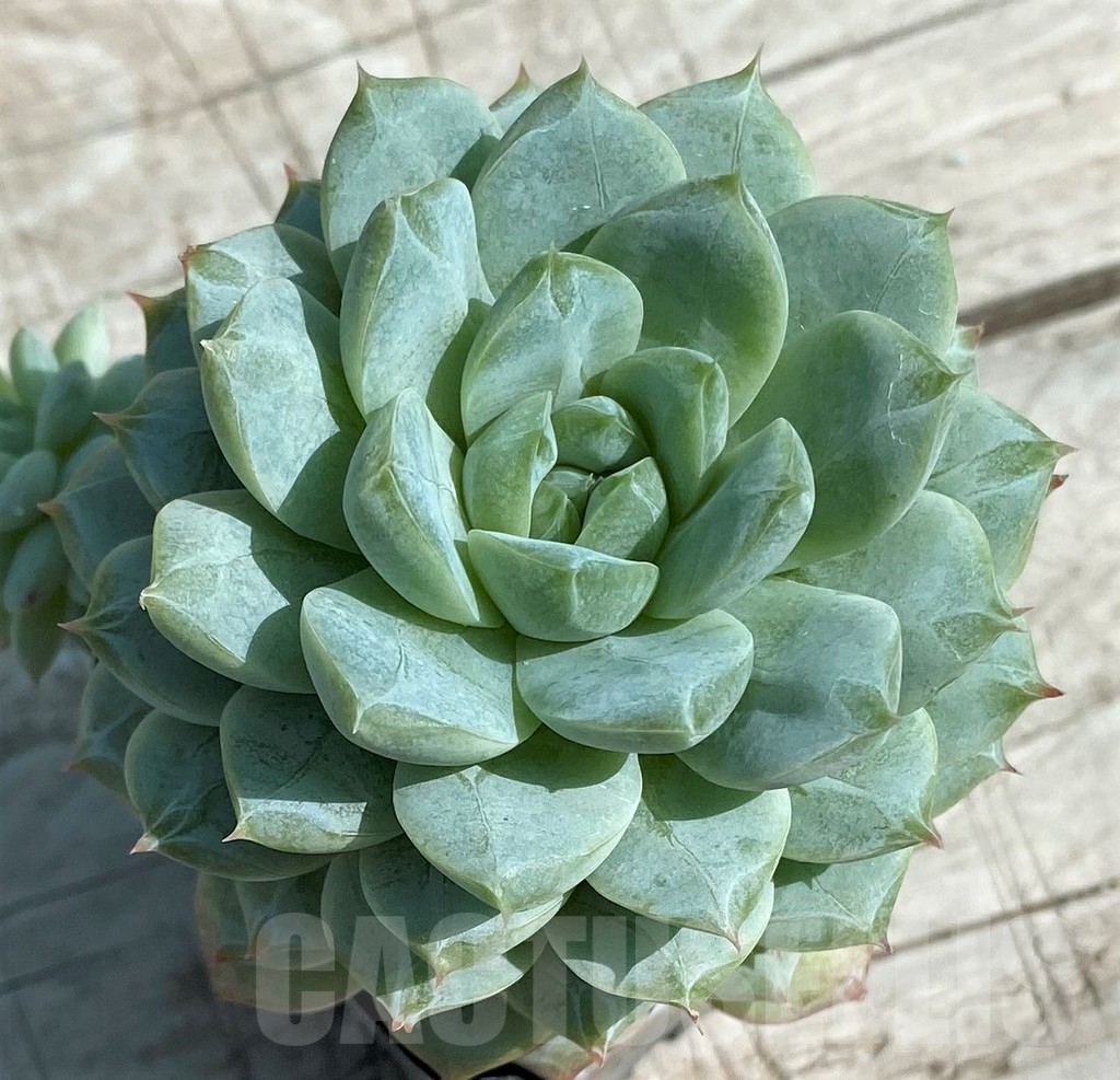 SH8525 Echeveria hybrid - Image 2
