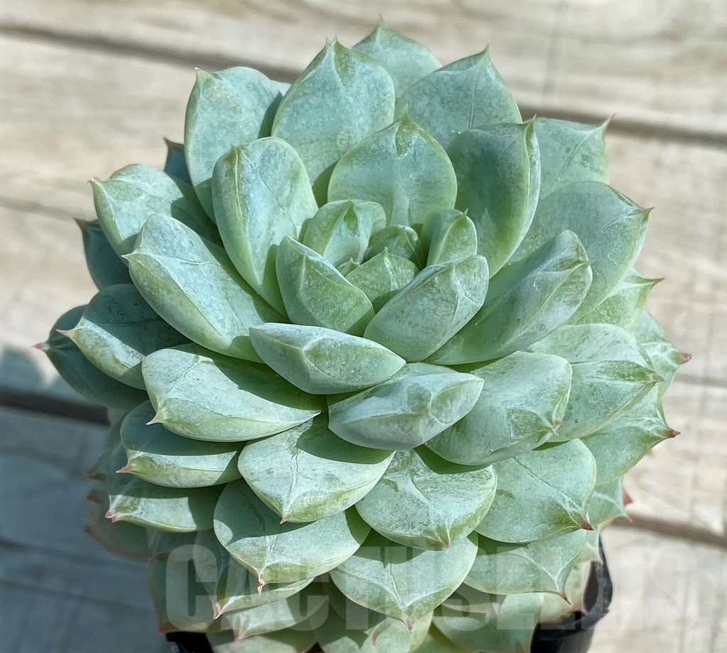 SH8525 Echeveria hybrid