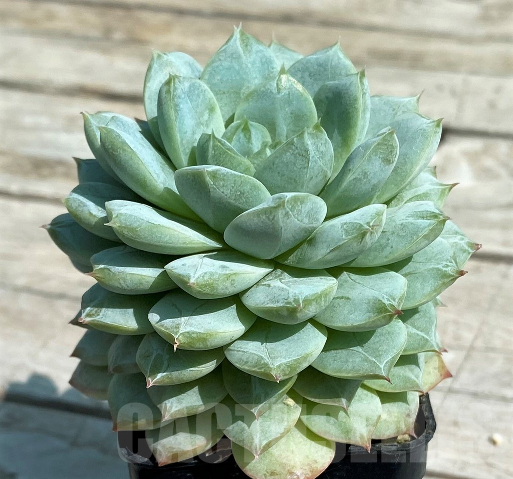 SH8525 Echeveria hybrid - Image 3