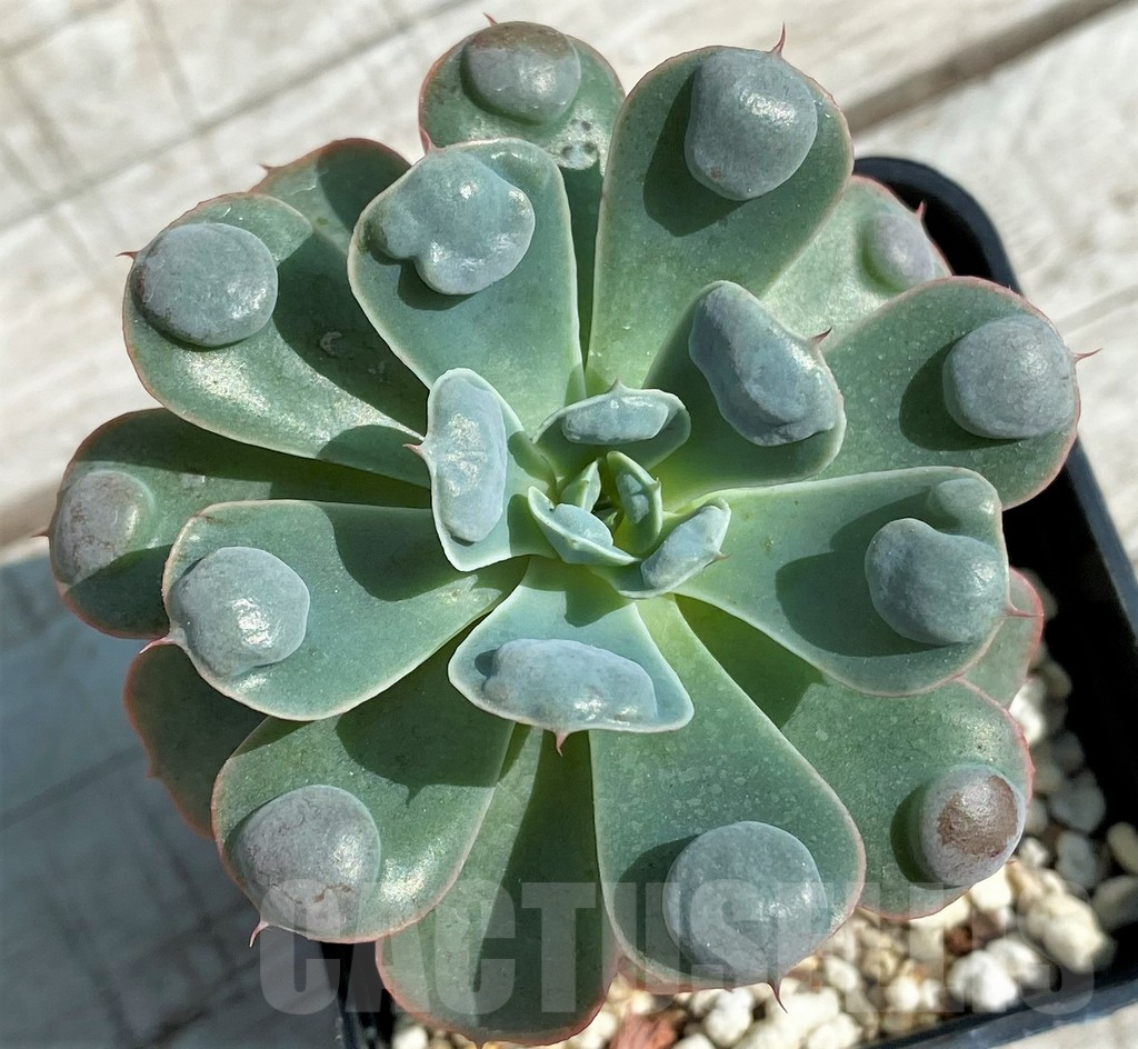 SH8527 Echeveria 'Rain Drops'