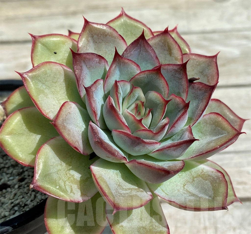 SH8528 Echeveria hybrid - Image 2