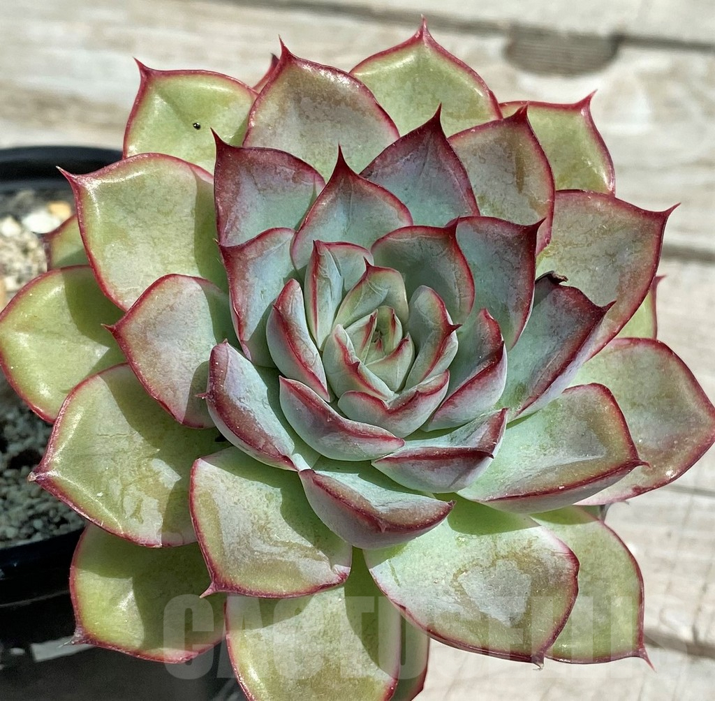SH8528 Echeveria hybrid