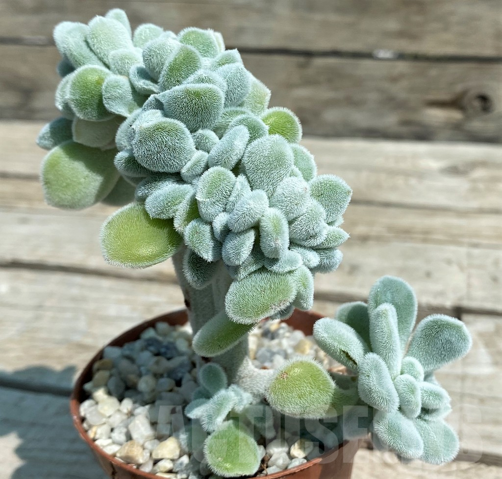 SH8529 Echeveria pulvinata ‘Frosty’ f. cristata