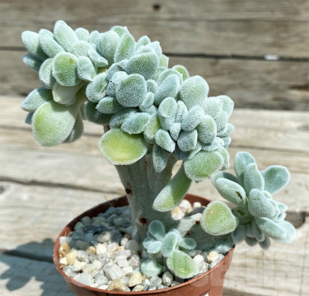 SH8529 Echeveria pulvinata ‘Frosty’ f. cristata - Image 2