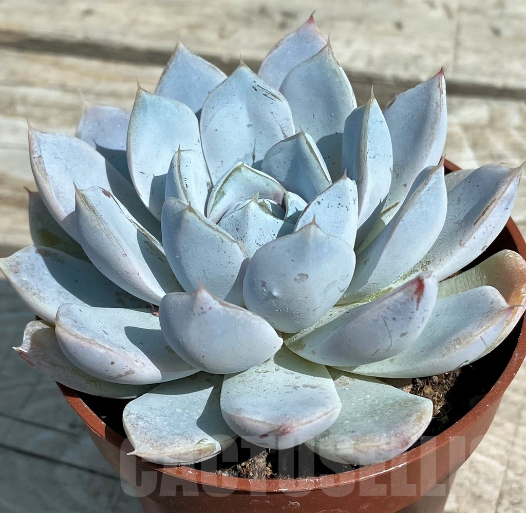 SH8533 Echeveria ‘Snow Bunny’