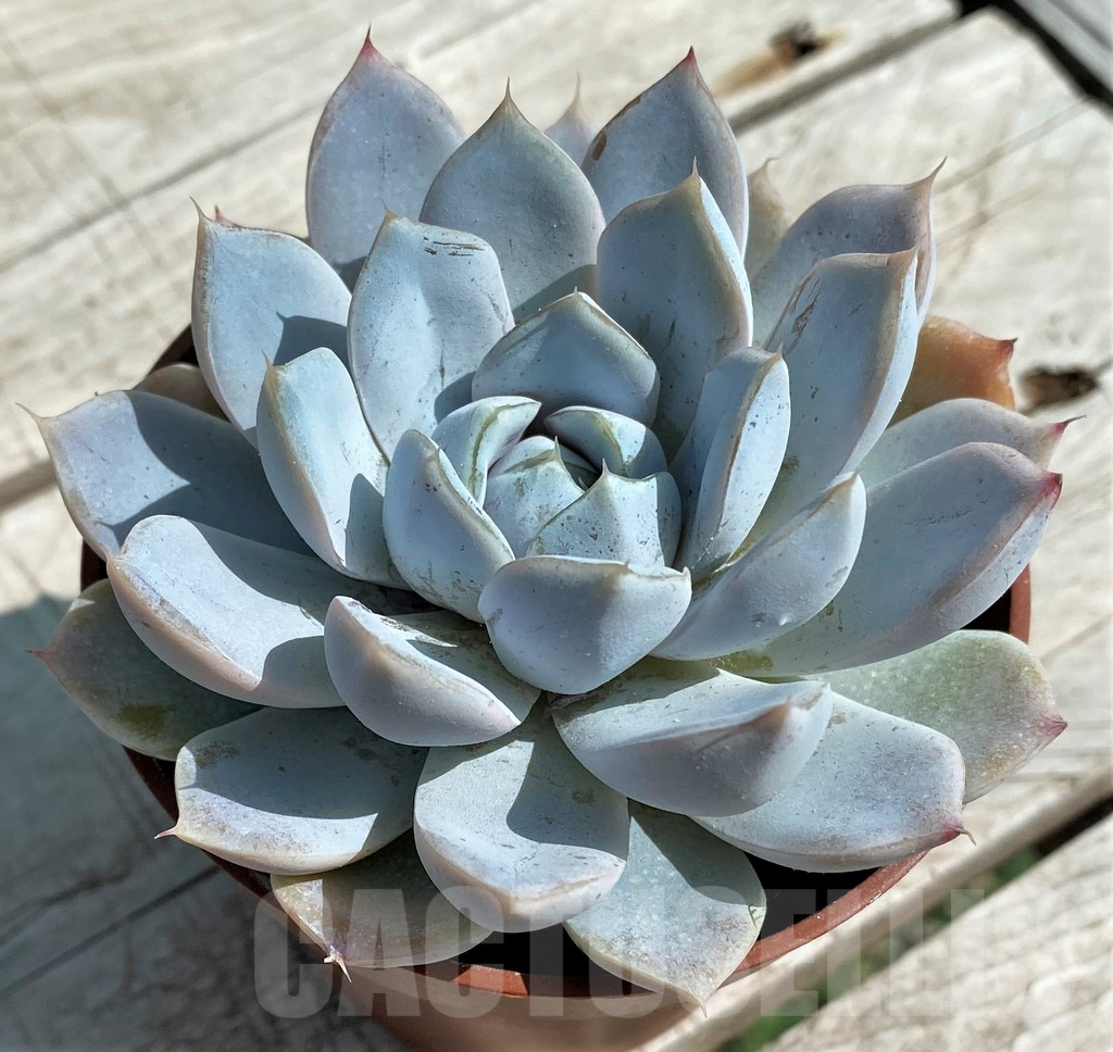 SH8533 Echeveria ‘Snow Bunny’ - Image 2