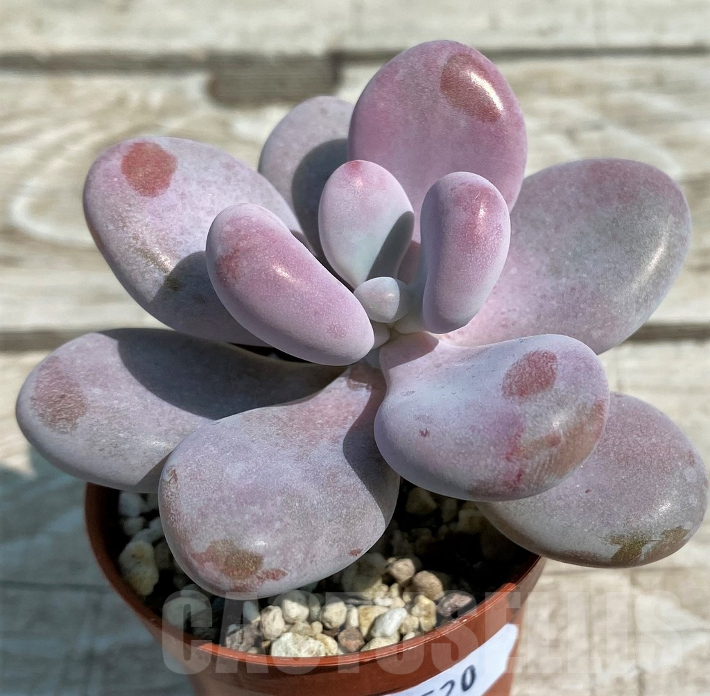 SH8520 Pachyphytum 'Momobijn'