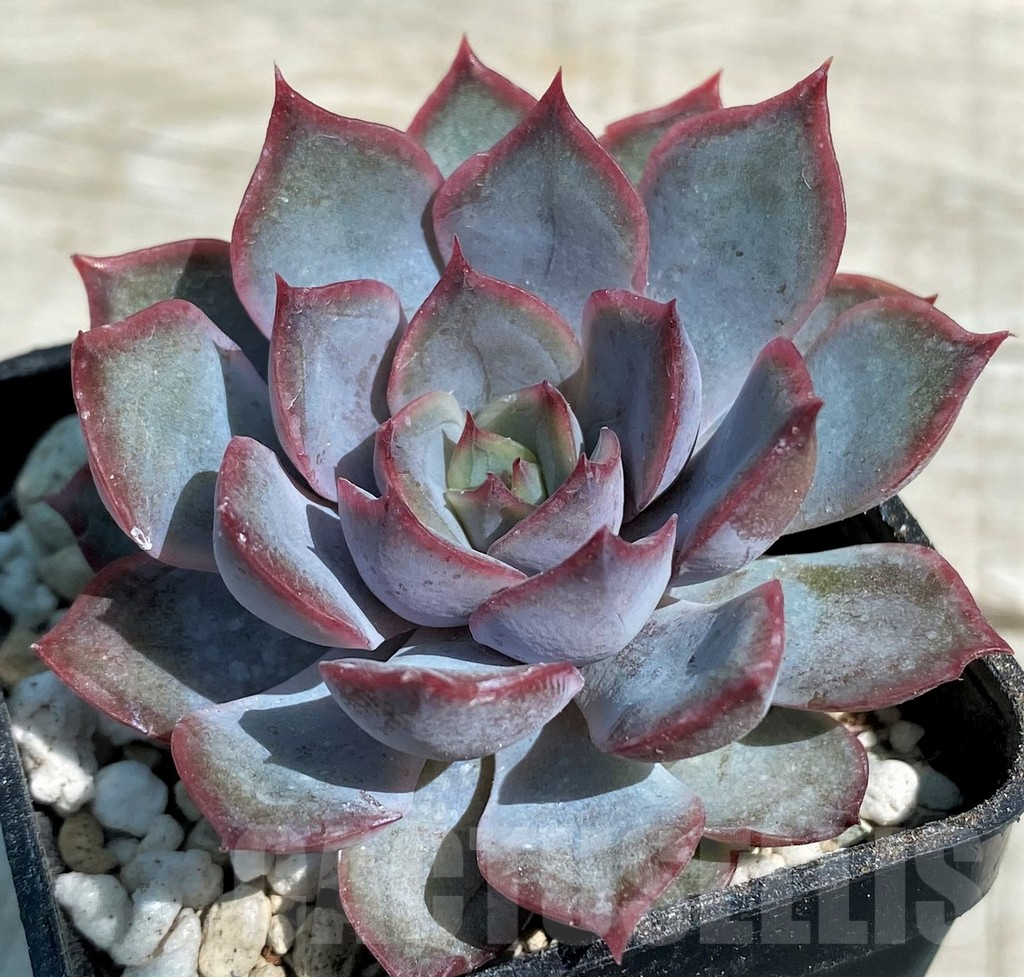 SH8536 Echeveria ‘Dark Ice’