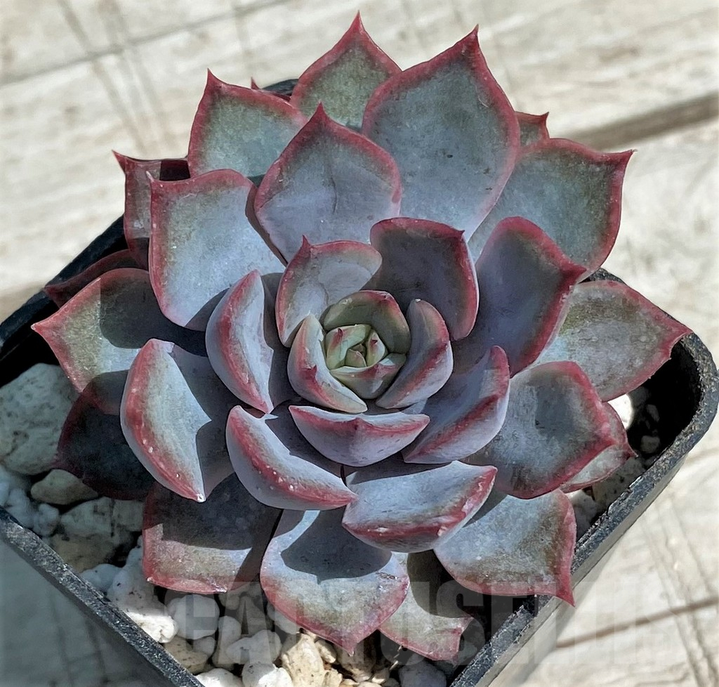 SH8536 Echeveria ‘Dark Ice’ - Image 2