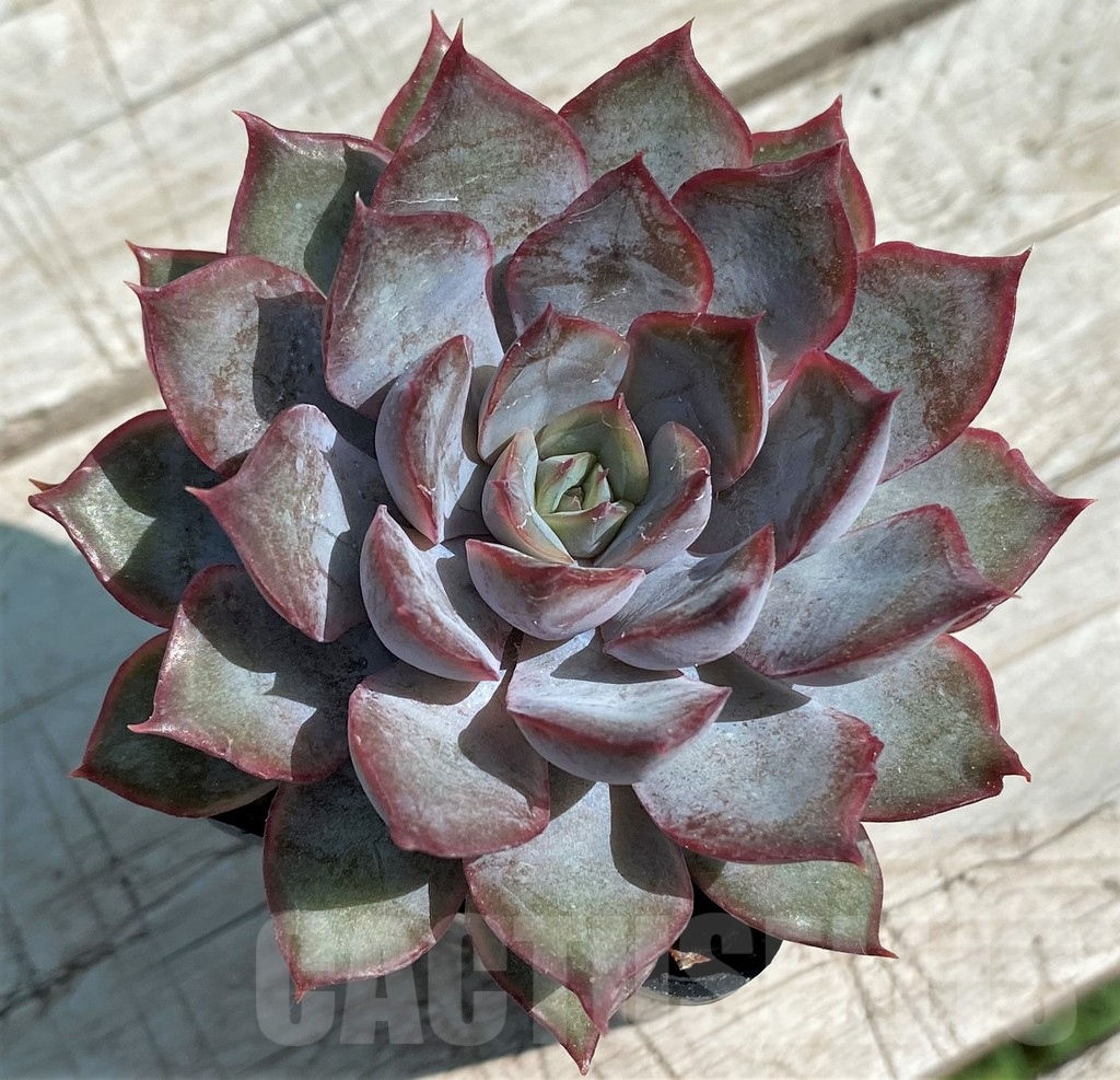 SH8538 Echeveria ‘Dark Ice’ - Image 2