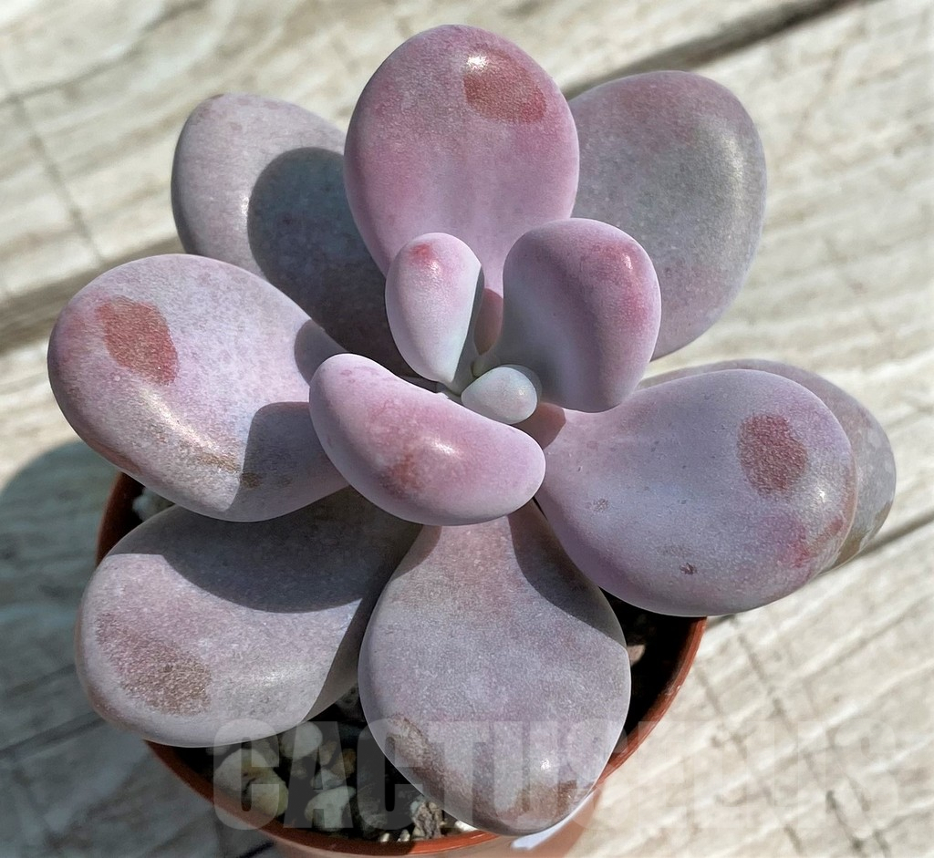 SH8520 Pachyphytum 'Momobijn' - Image 2