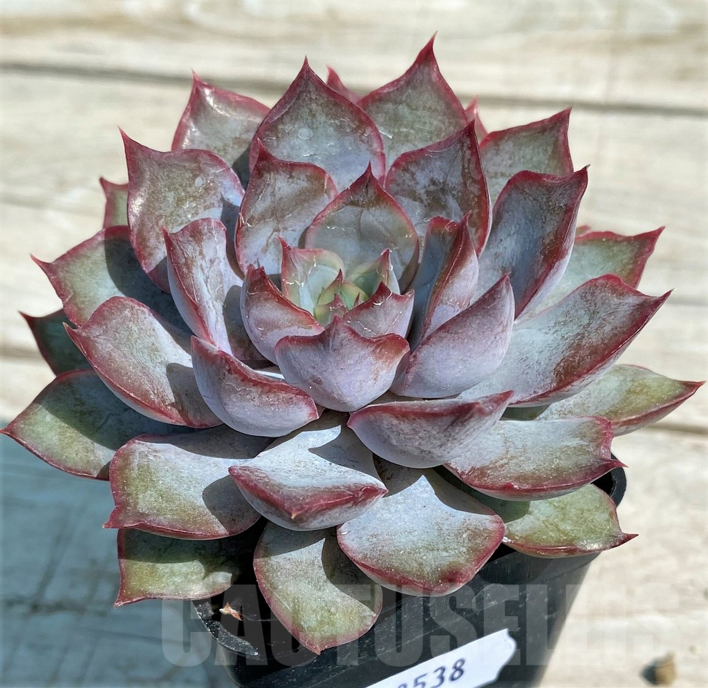 SH8538 Echeveria ‘Dark Ice’