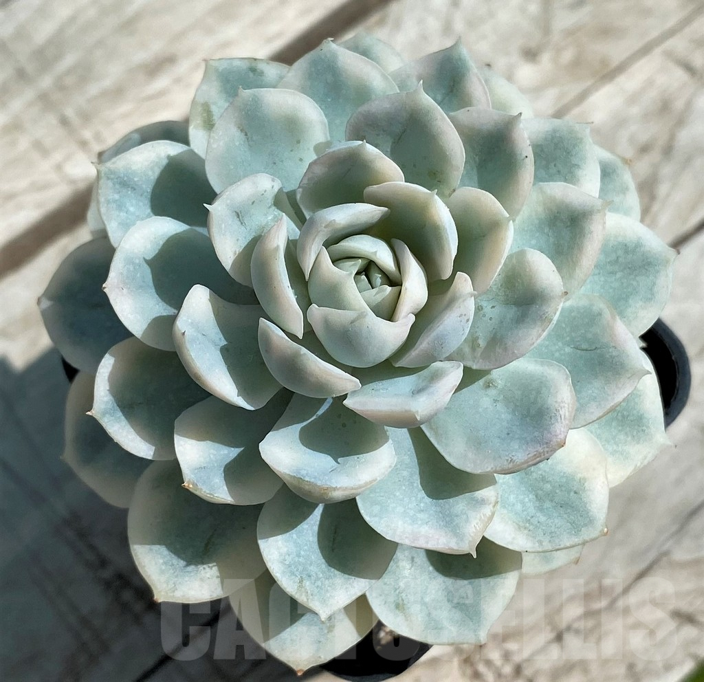 SH8539 Echeveria ‘Mexican Snowball’ f. variegata - Image 2