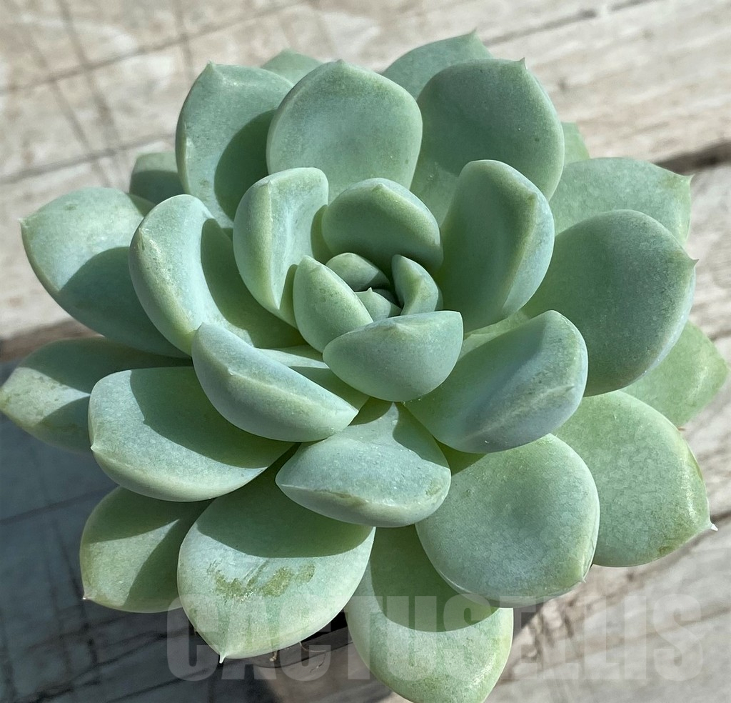 SH8521 Echeveria hybrid - Image 2