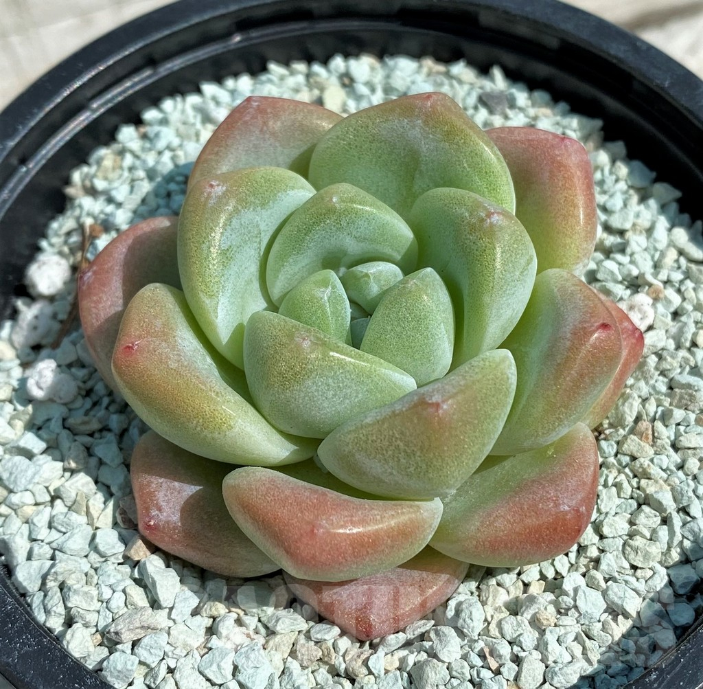 SHND8545 Echeveria 'Jade Butterfly'
