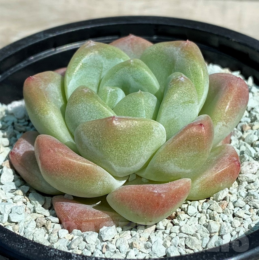 SHND8545 Echeveria 'Jade Butterfly' - Image 2