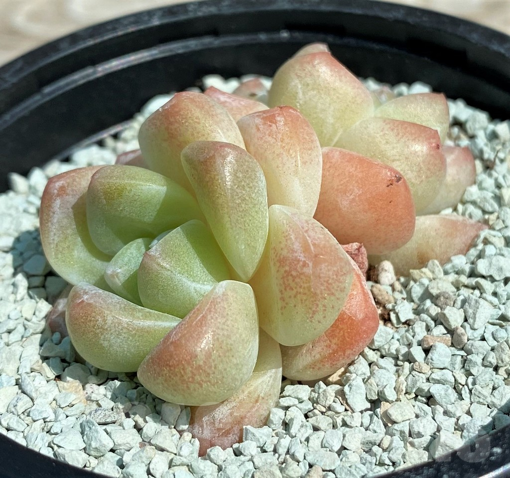 SH8548 Echeveria ‘Ice Jade’ - Image 2