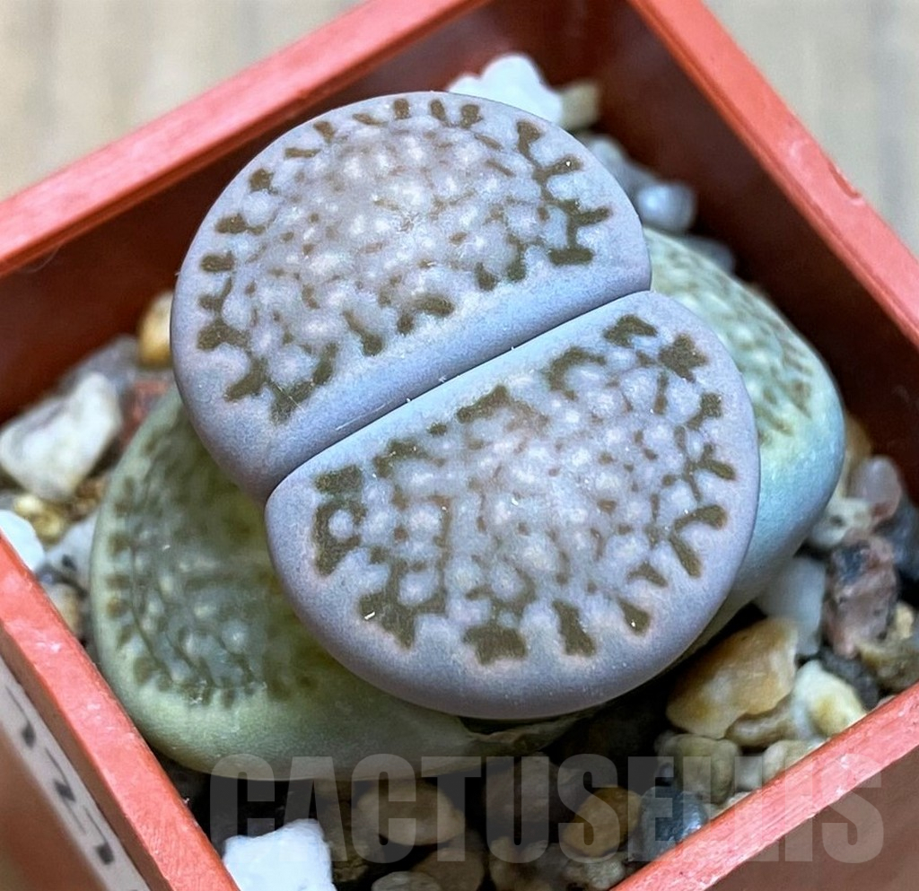 SH7274 Lithops halii
