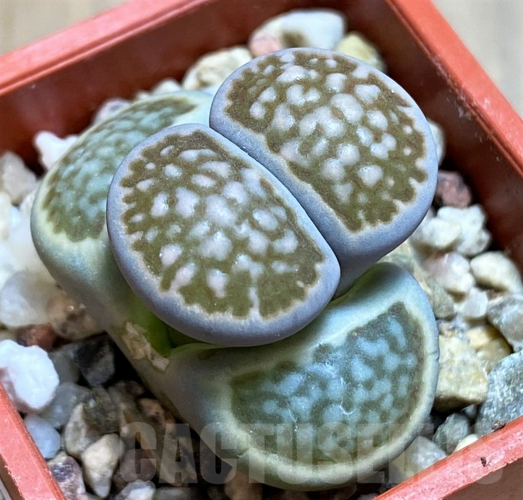 SH7276 Lithops halii