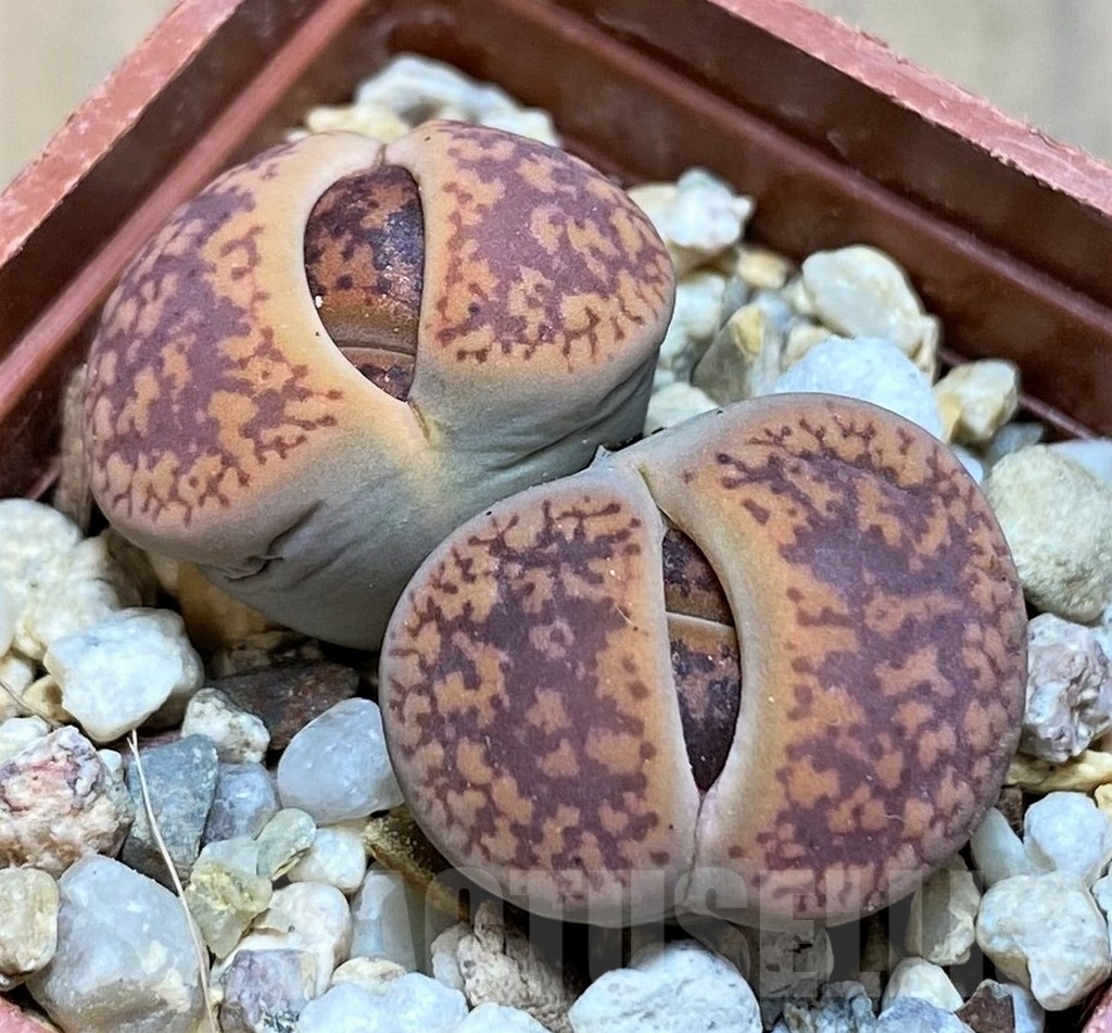 SH7277 Lithops aucampiae