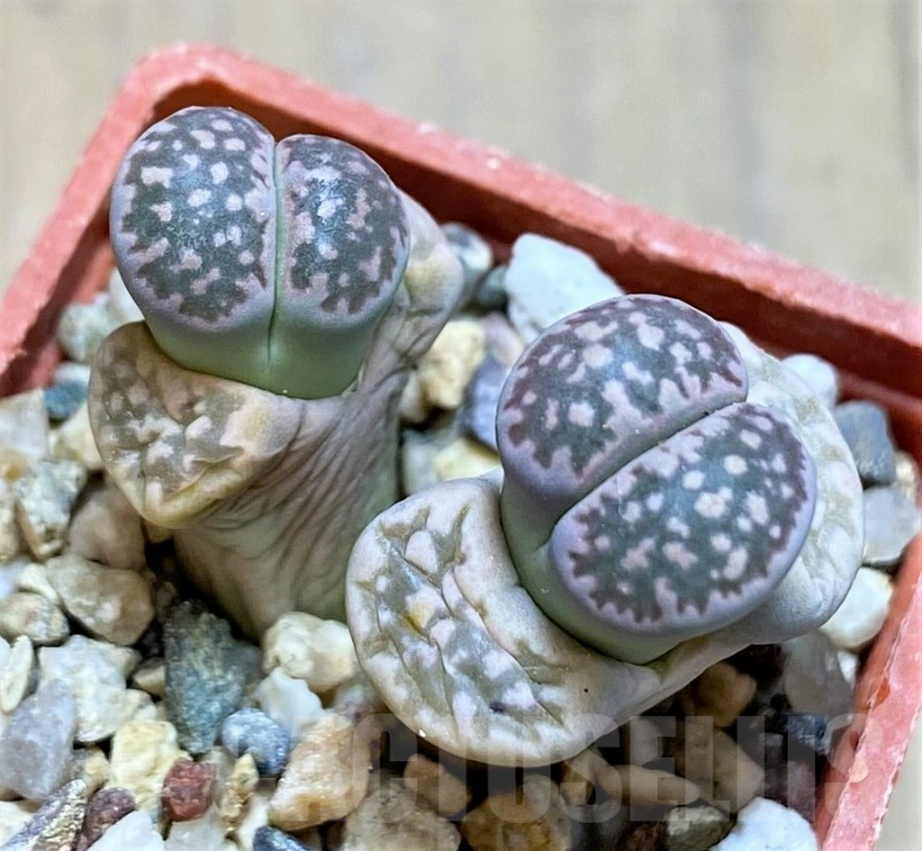 SH7279 Lithops salicola 'Malachite'
