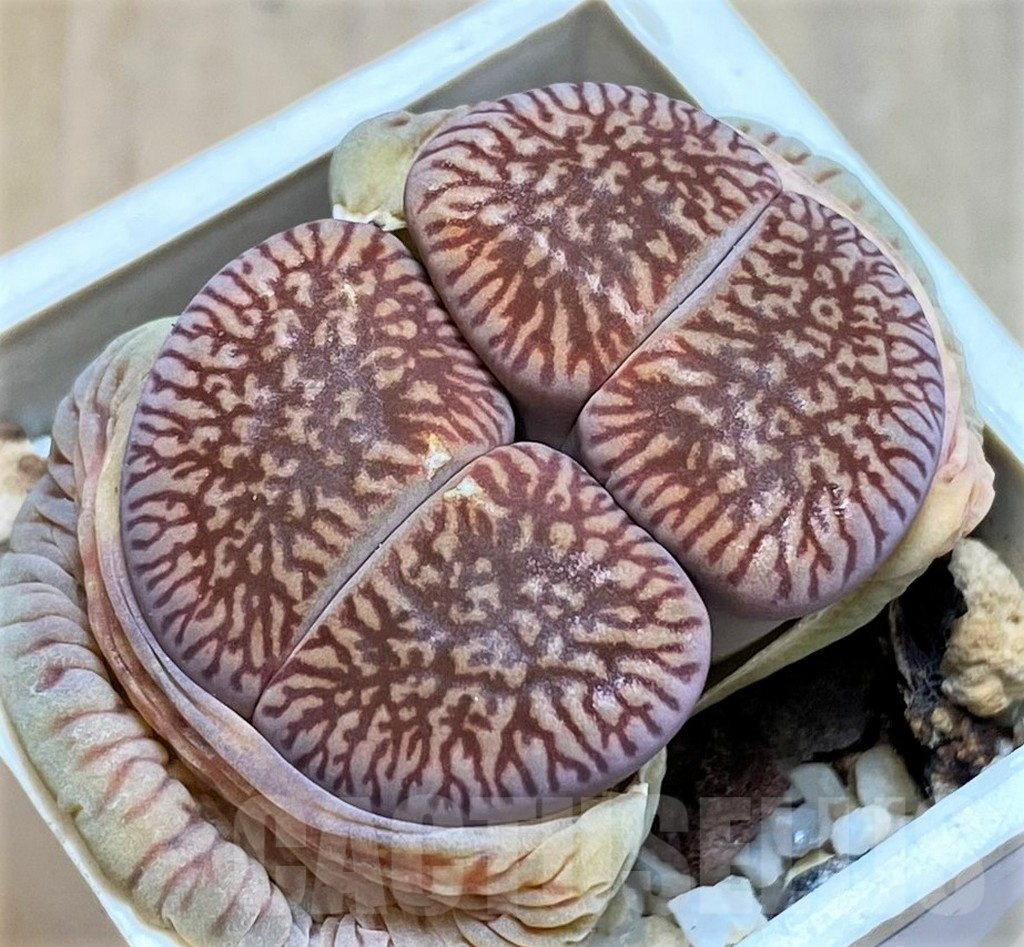 SH7280 Lithops aucampiae ssp. euniceae v. fluminalis