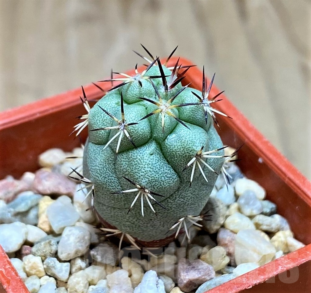 SH7240 Ortegocactus macdougallii - Image 2