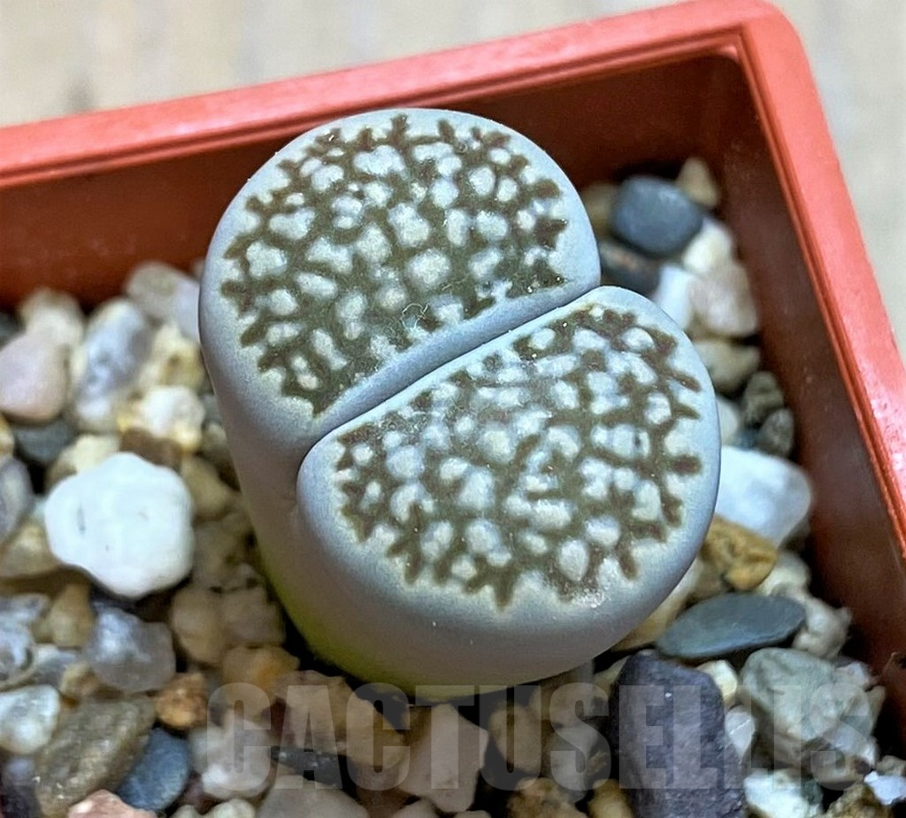 SH7281 Lithops halii