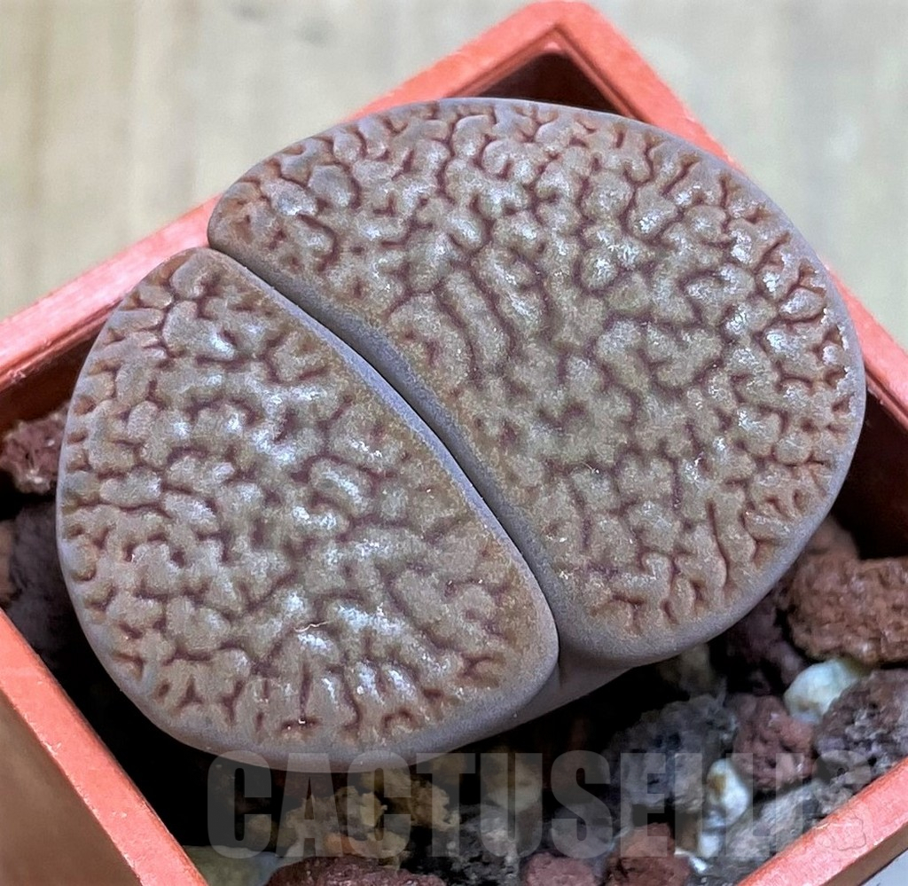 SH7284 Lithops hookeri v. marginata