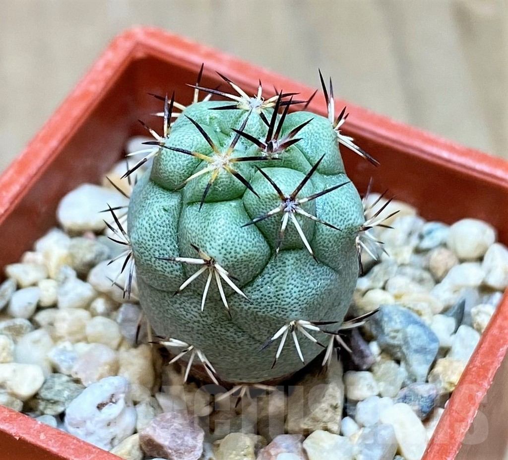 SH7240 Ortegocactus macdougallii