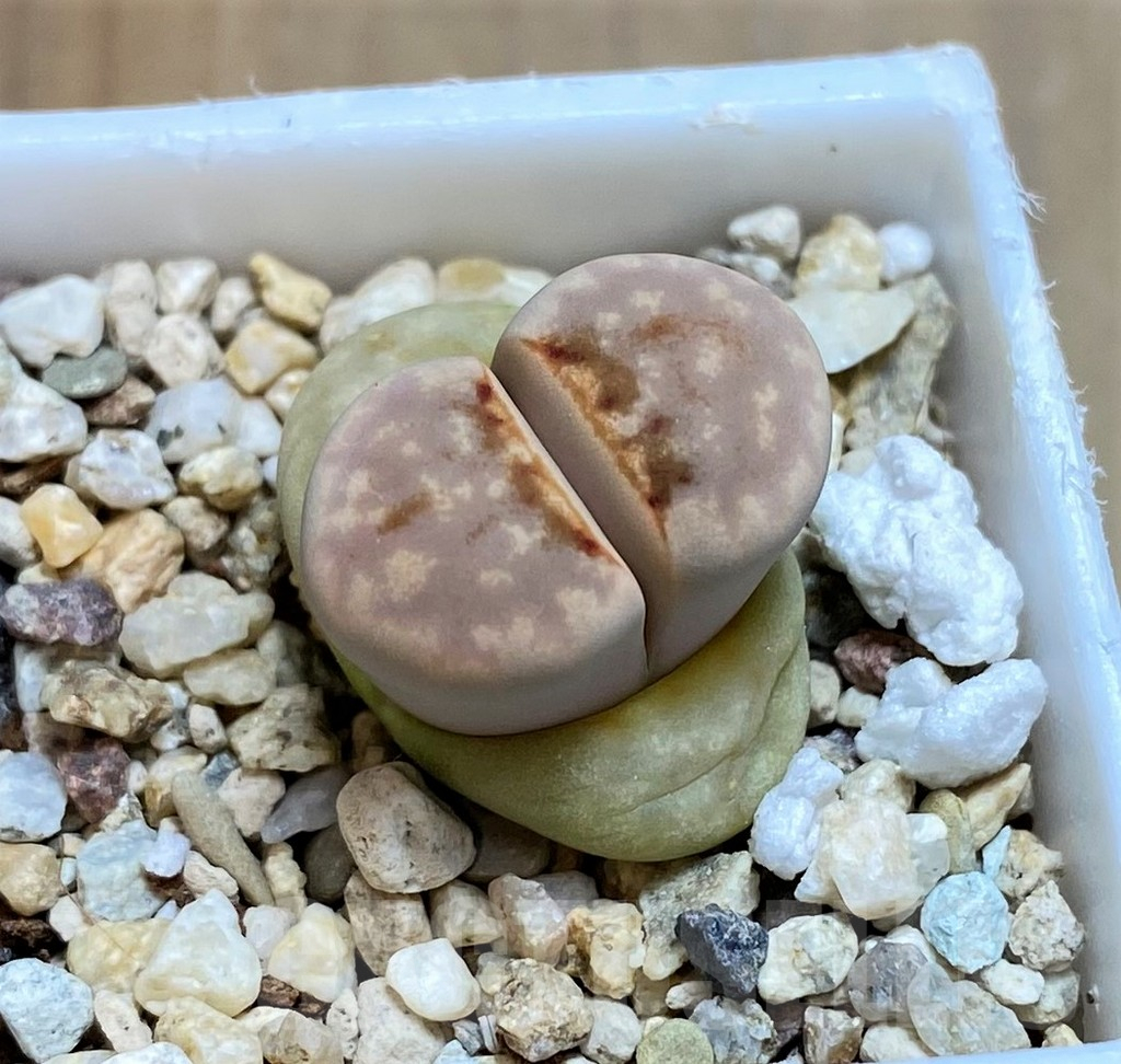 SH7286 Lithops julii 'Hot Lips'