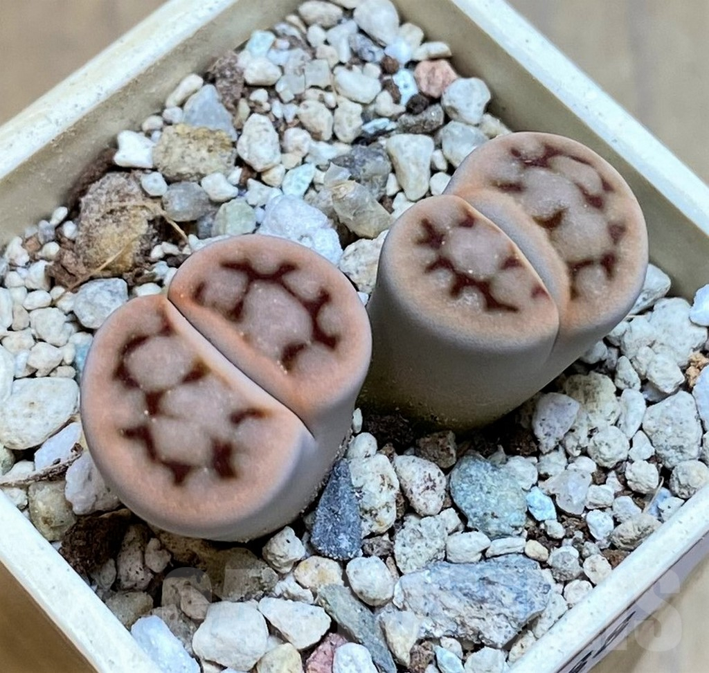 SH7288 Lithops erniana