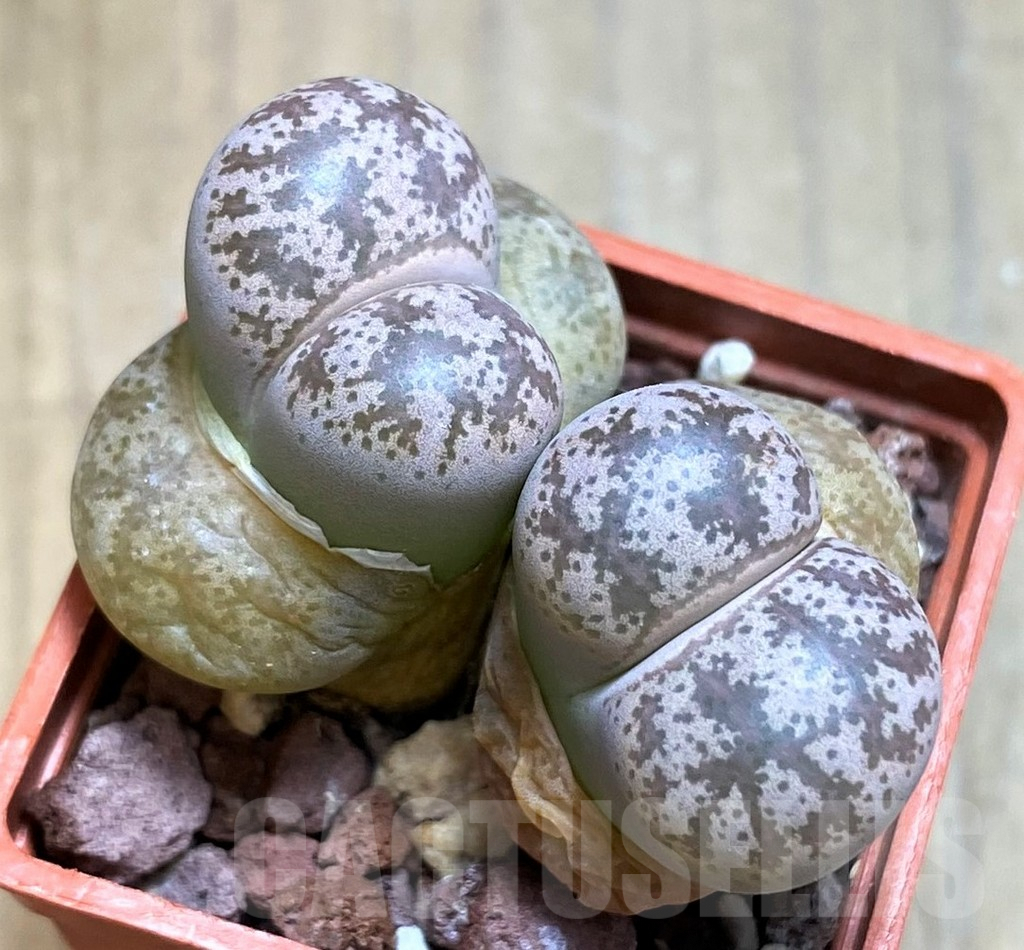 SH7290 Lithops coleorum