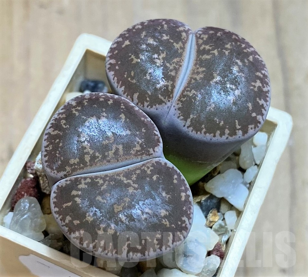 SH7294 Lithops lesliei, grey form SH1652