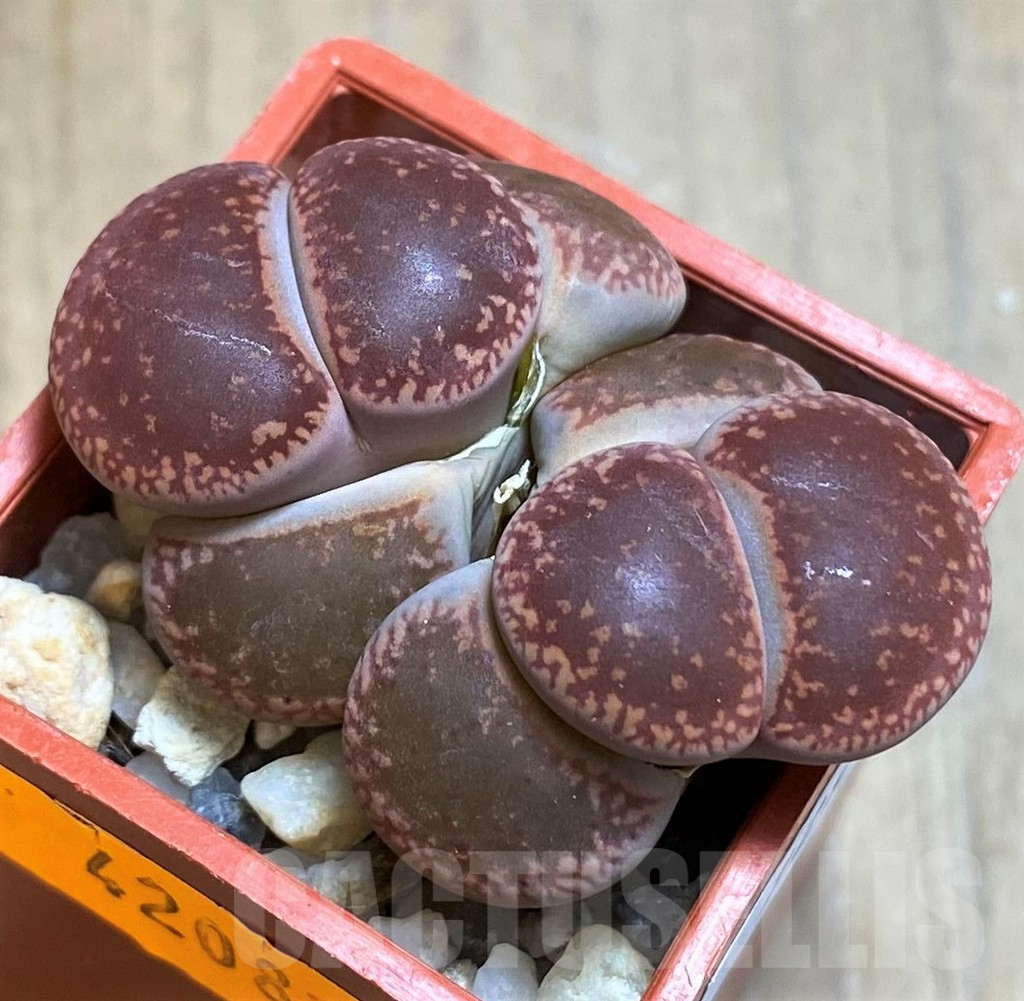 SH7298 Lithops aucampiae 'Rubrobrunneus'