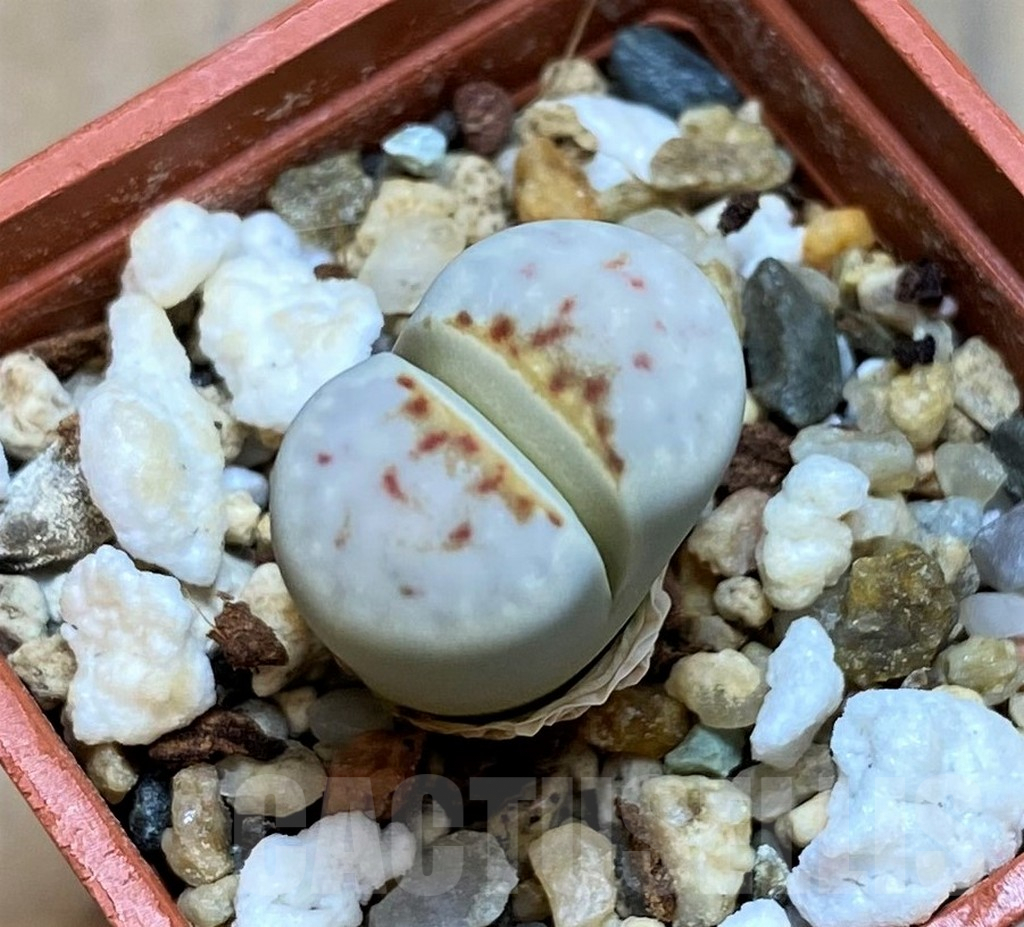 SH7301 Lithops julii ‘Hot Lips’