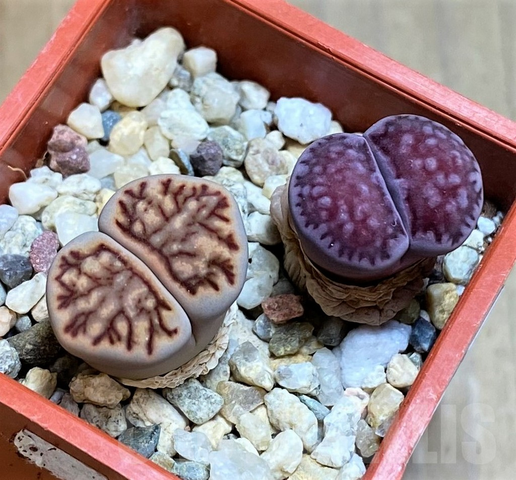 SH7303 Lithops julii ‘Kikushogyoku’, Lithops salicola ‘Sato’s Violet’ hybrid