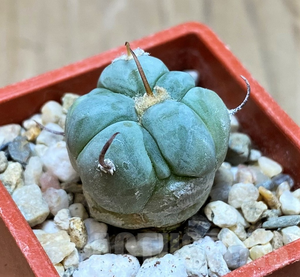 SH7243 Echinocactus horizonthalonius - Image 2