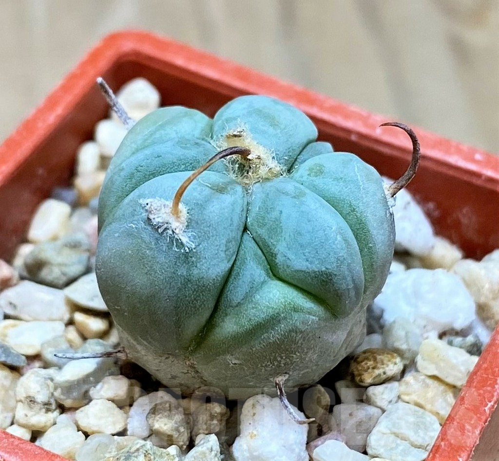 SH7243 Echinocactus horizonthalonius - Image 3