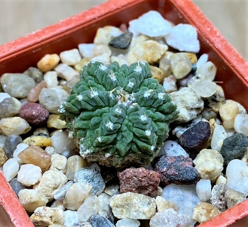 SH7244 Aztekium ritteri VM410 - Image 2