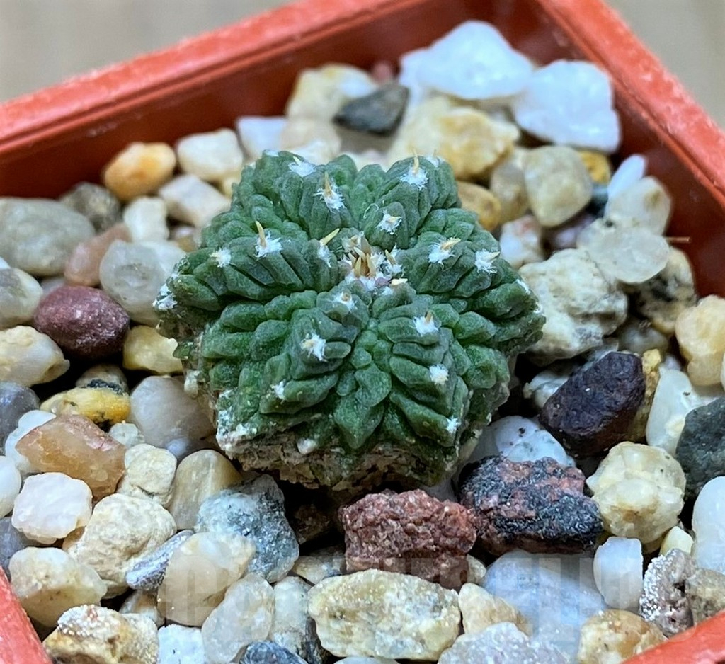 SH7244 Aztekium ritteri VM410