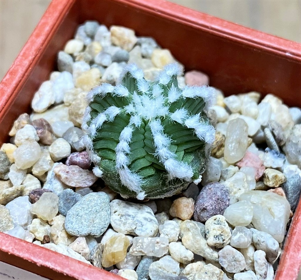 SH7246 Aztekium hintonii - Image 2