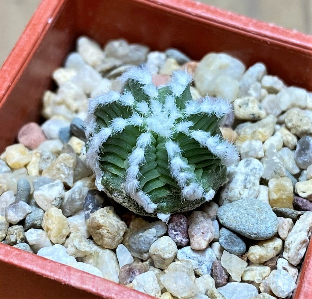 SH7246 Aztekium hintonii