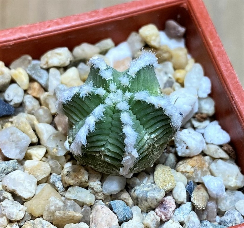 SH7247 Aztekium hintonii - Image 2