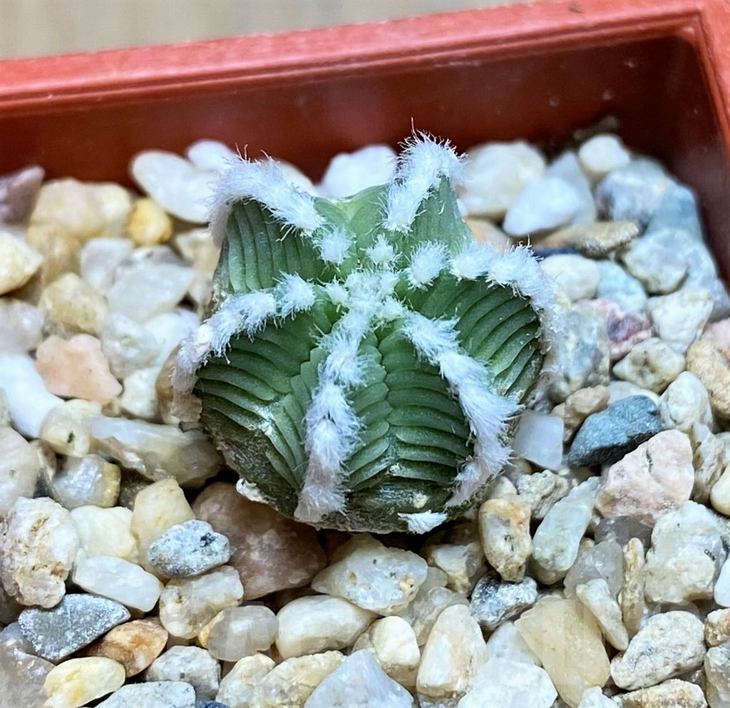 SH7247 Aztekium hintonii